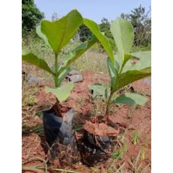 teak plant (26)-3710759-60799.webp